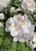 27th May 2021 - Rhododendron