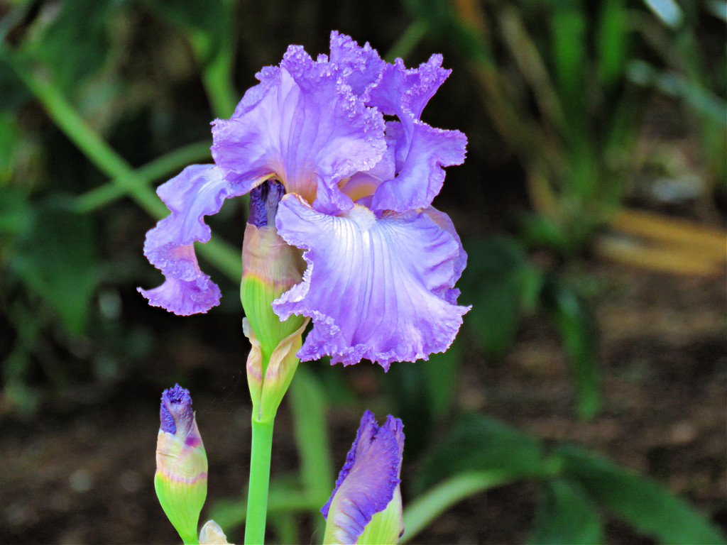 Irresistible Iris... by seattlite
