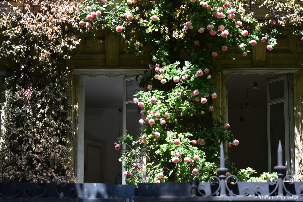 Roses Pierre de Ronsard  by parisouailleurs