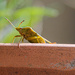 Stink bug. by gamelee