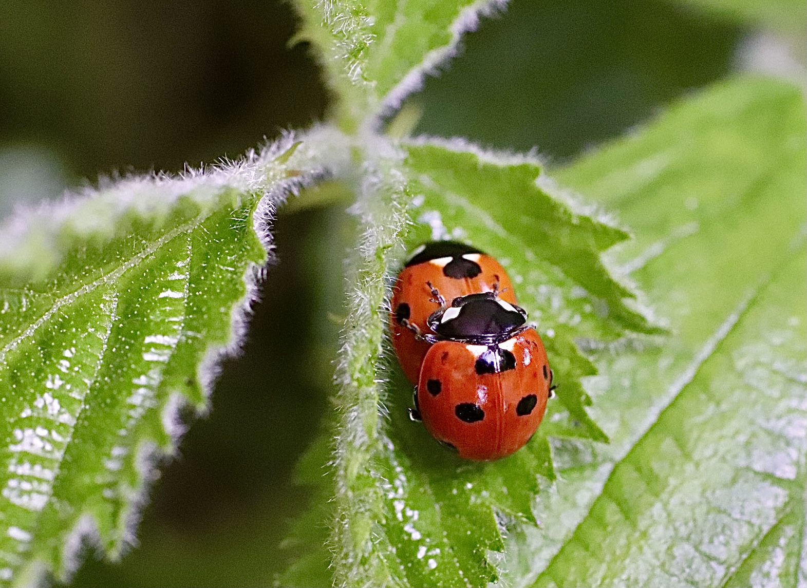 Friendly Ladybugs TTCMS by Carole Sandford · 365 Project