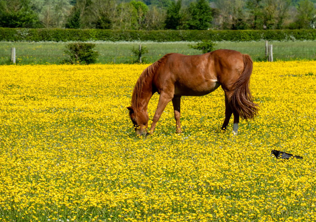 Amongst the buttercups..... by susie1205