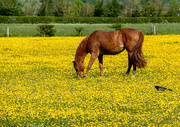 27th May 2021 - Amongst the buttercups.....