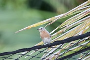 26th May 2021 - Mother Bluebird