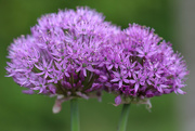 28th May 2021 - Alliums