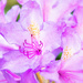 rhody blooms by jernst1779