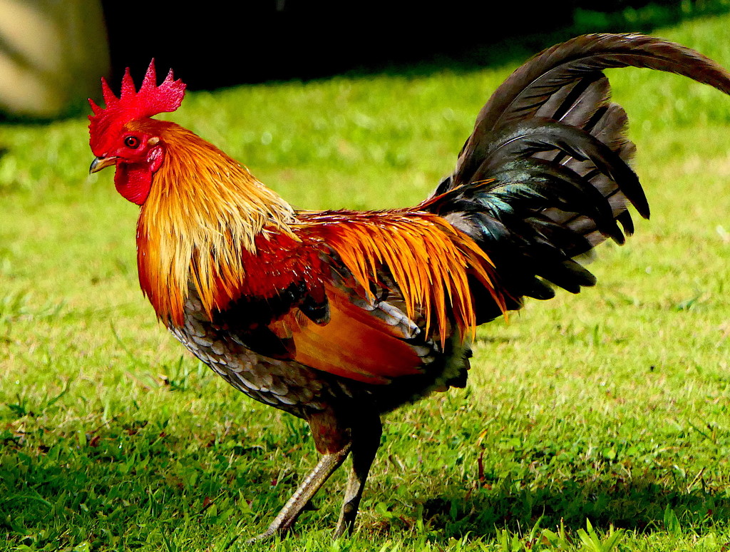 Jungle Fowl by redy4et