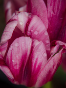 22nd May 2021 - Raindrops on tulips