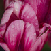 Raindrops on tulips by josiegilbert