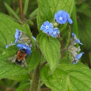 2nd May 2021 - Bee on Green Alkanet 