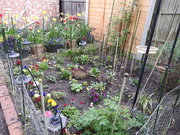 1st May 2021 - My Garden