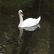 2nd May 2021 - Swan on the River Leen