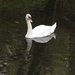 Swan on the River Leen by oldjosh