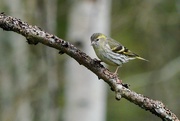 28th May 2021 - MRS SISKIN