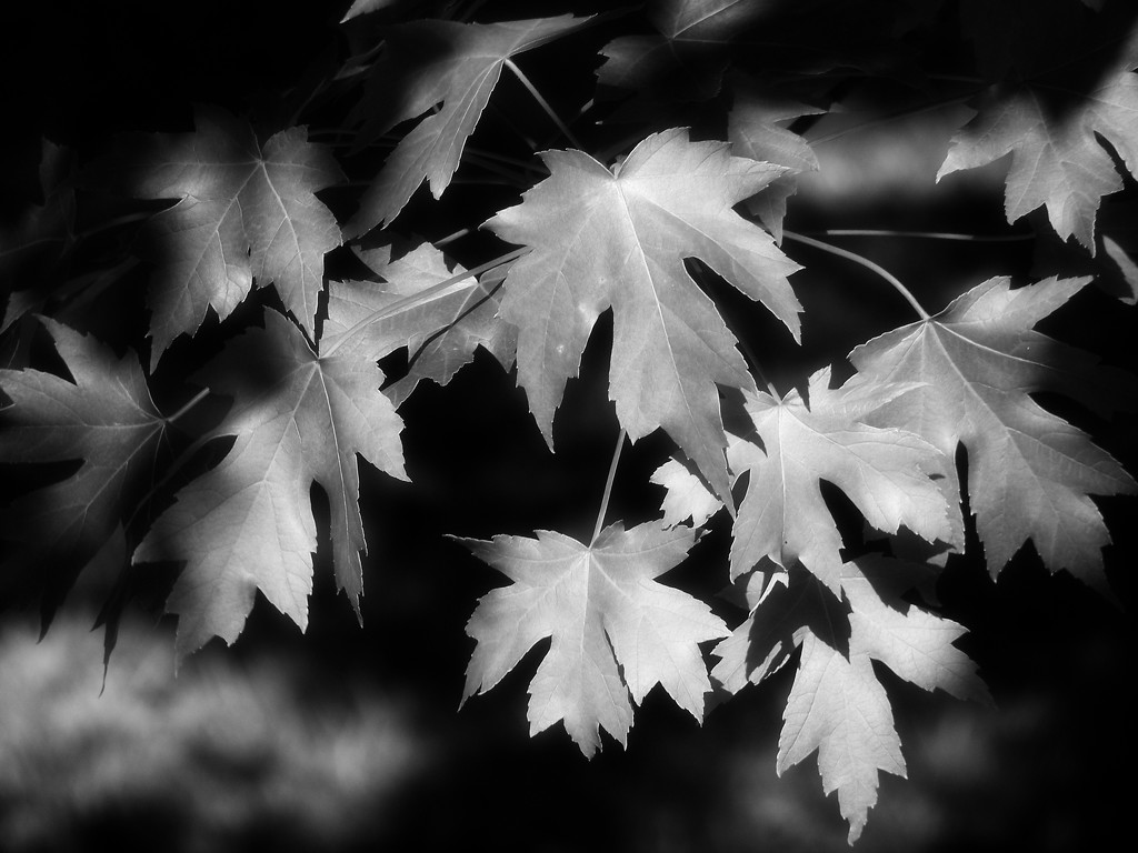 Simple maple leaves... by marlboromaam