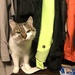 Surprise in a wardrobe by j_kamil