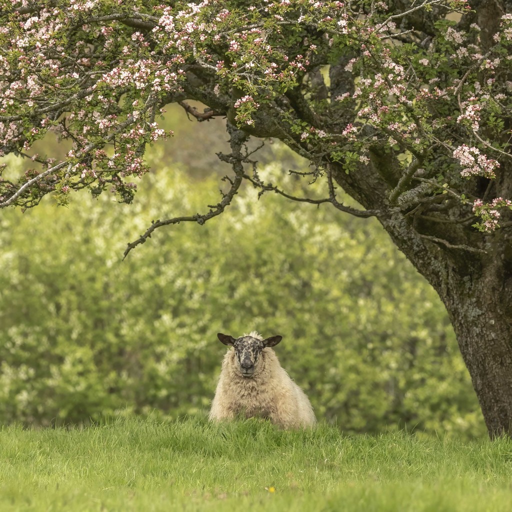 Hiding under the blossom tree by shepherdmanswife