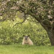 28th May 2021 - Hiding under the blossom tree