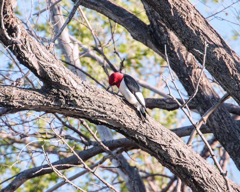red headed woodpecker by aecasey