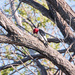 red headed woodpecker by aecasey