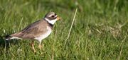 28th May 2021 - Ringed Plover