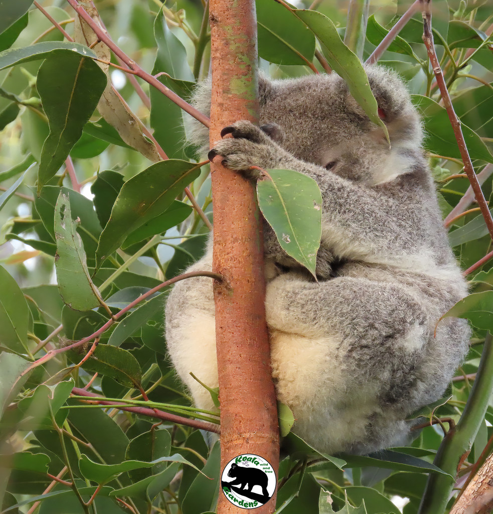 if I just stay very very still .... by koalagardens