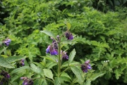28th May 2021 - Comfrey in Bloom