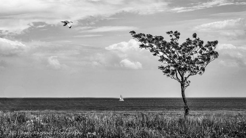 Bird Flies, Boat Sails, Tree Just Stands There by taffy