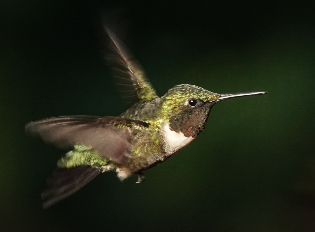 Male Ruby-throated Hummingbird by radiogirl