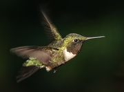 29th May 2021 - Male Ruby-throated Hummingbird