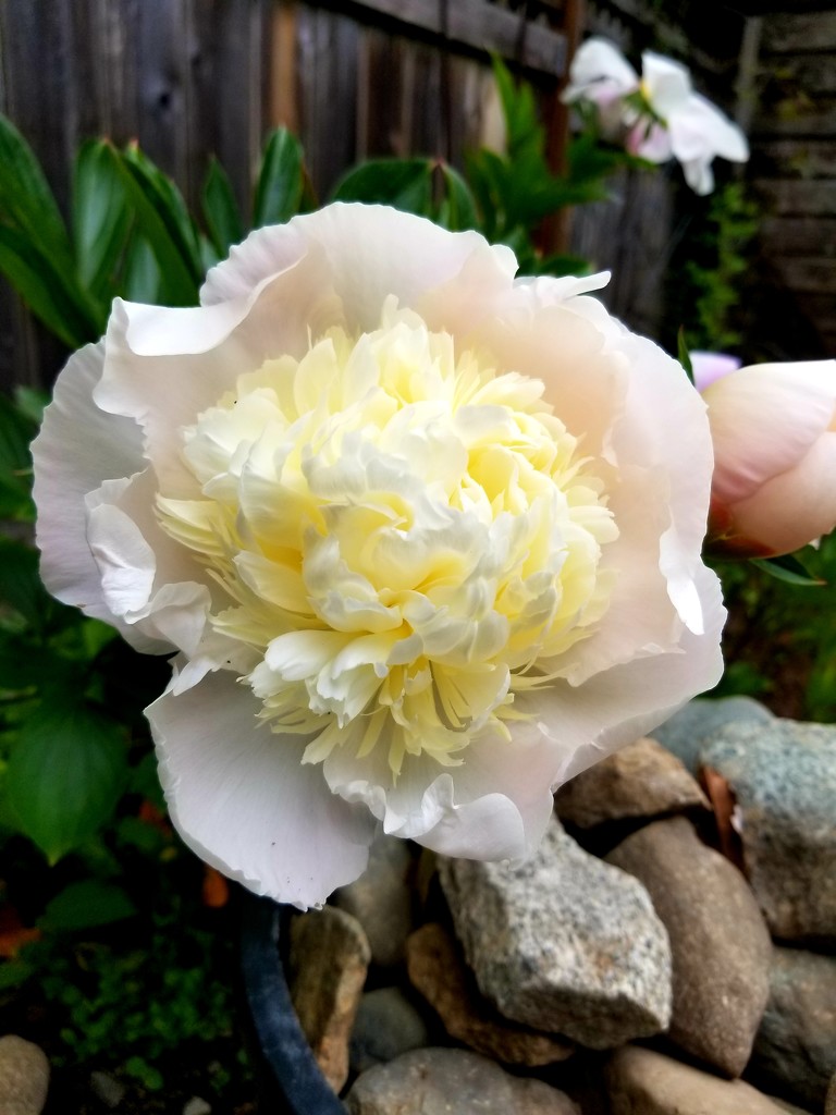 First Peony by kimmer50