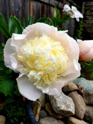 25th May 2021 - First Peony
