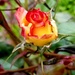 Rosebud by kimmer50