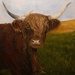 Hunter's Highland Cow by berelaxed