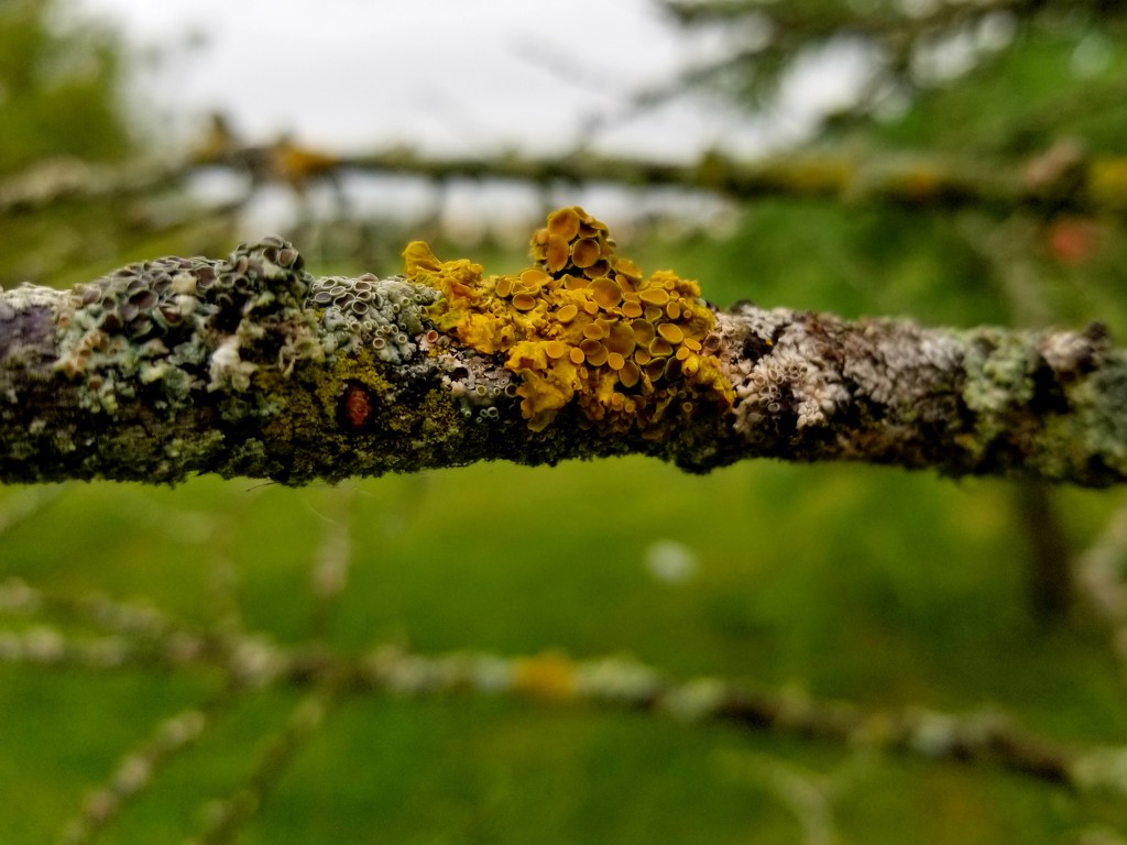 Dead branch with lichen by ljmanning