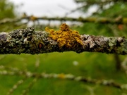 28th May 2021 - Dead branch with lichen