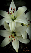 23rd May 2021 - Easter Lillies