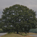 Tappahannock Oak IX - Full Leaf by timerskine