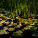 Morning Sun on Lily Pads by ggshearron