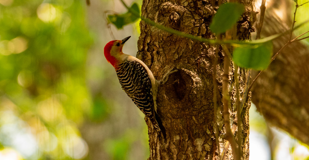 Red-Bellied Woodpecker! by rickster549
