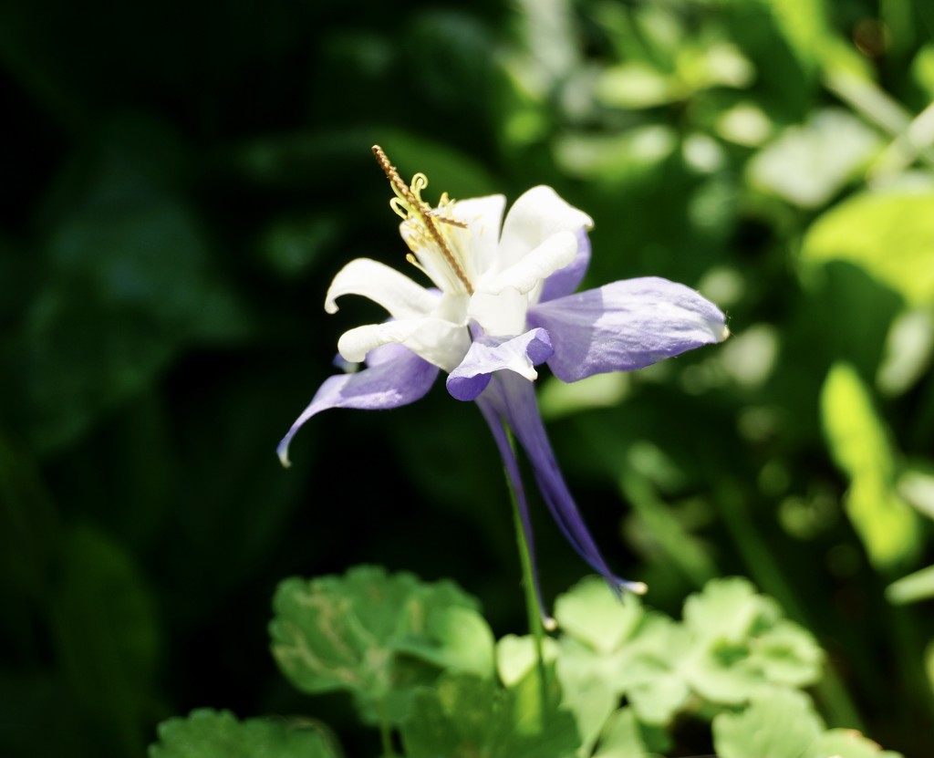 The Graceful Columbine by allie912