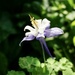 The Graceful Columbine by allie912