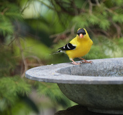 27th May 2021 - Goldfinch