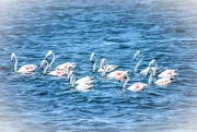 29th May 2021 - Just a handful of Flamingos