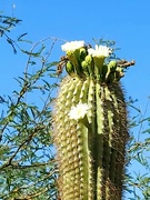 28th May 2021 - Saguaro Flowers