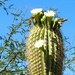 Saguaro Flowers by harbie