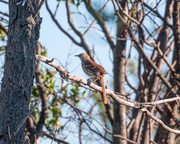 26th May 2021 - brown thrasher