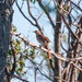 brown thrasher by aecasey