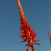 Aloe by mv_wolfie