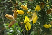 29th May 2021 - Gorse